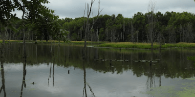 Paisaje de arboles y un lago.