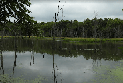 Paisaje de arboles y un lago.