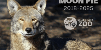 Lobo rojo del Miller Park Zoo.