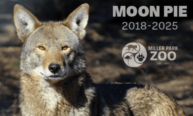 Lobo rojo del Miller Park Zoo.